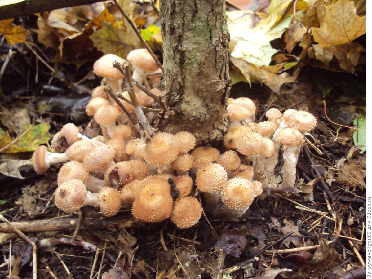Блюда из березовых опят. Как готовить опята: рецепты блюд из свежих грибов.